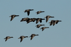 David Plant Photography - Wildlife Photography - Brent goose - N